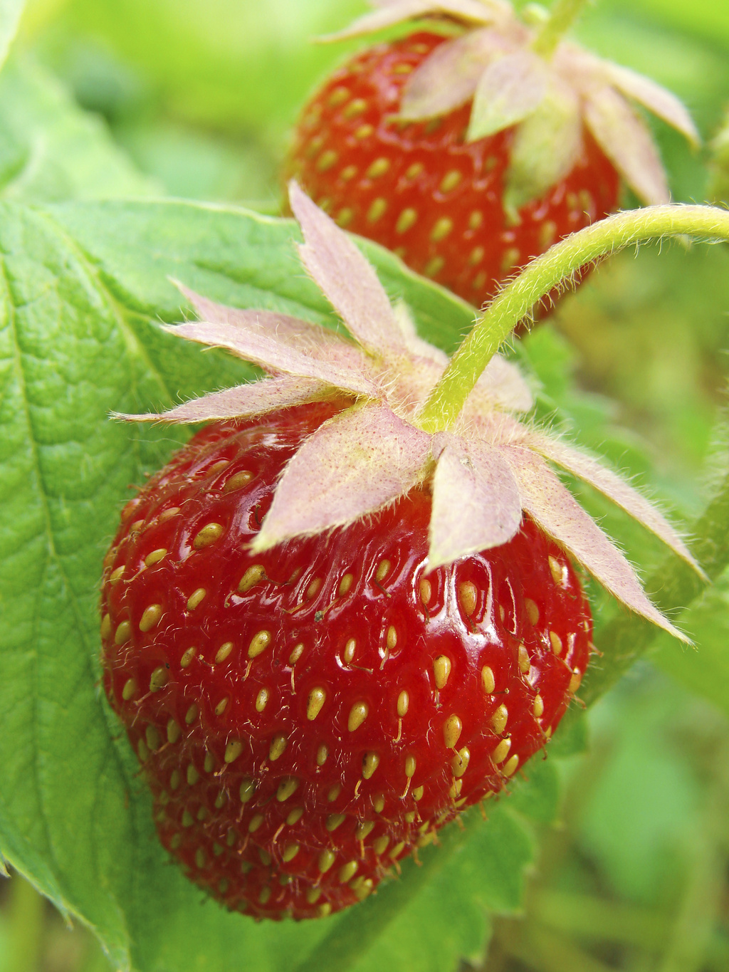 Tipps und Tricks für die Erdbeerpflanzung – Sommerfrüchte zum Genießen ...