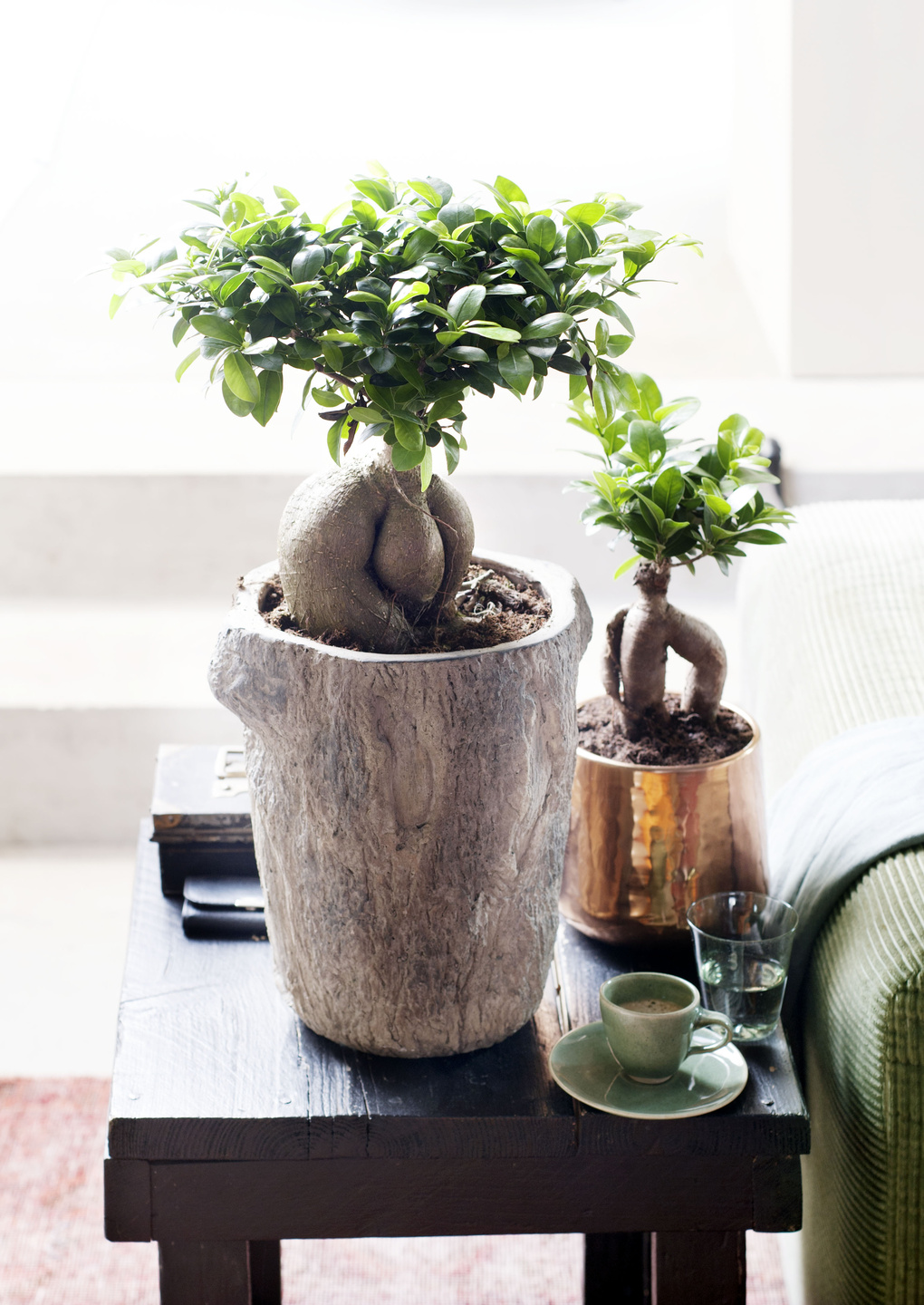 Höhe 70 cm Topf 27 cm Zimmerpflanze Green Plant einfache Wartung Ficus Ginseng Bonsai 