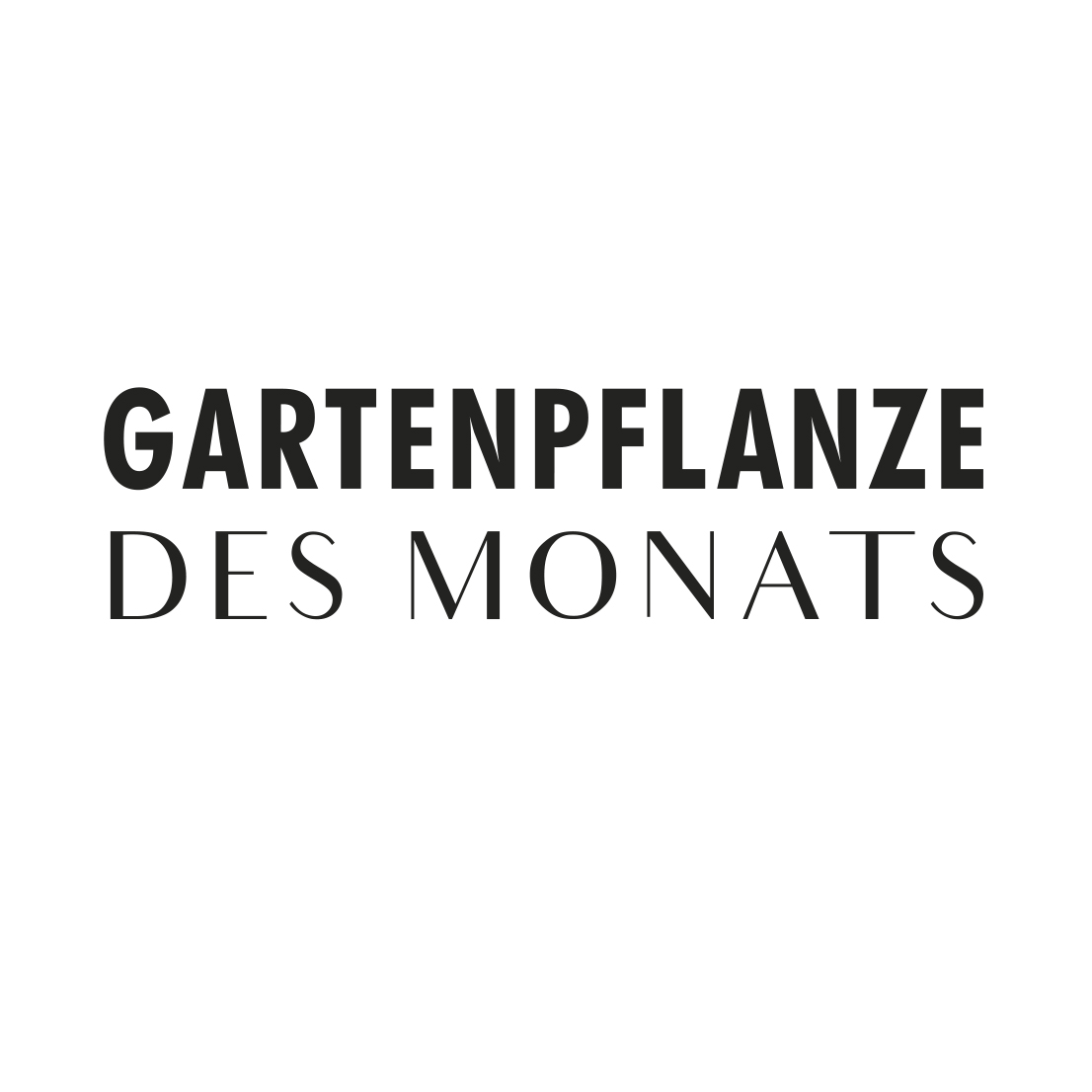 Gartenpflanze des Monats 2019