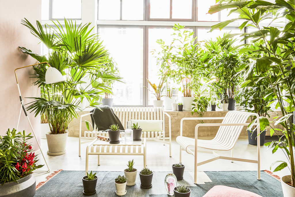 Zimmerpflanzen im Interieur-Handel Grüne POS-Platzierung bei Lys Vintage | Blumenbüro