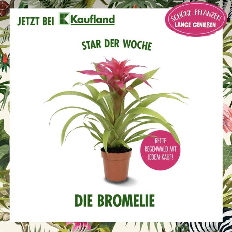 bromelie