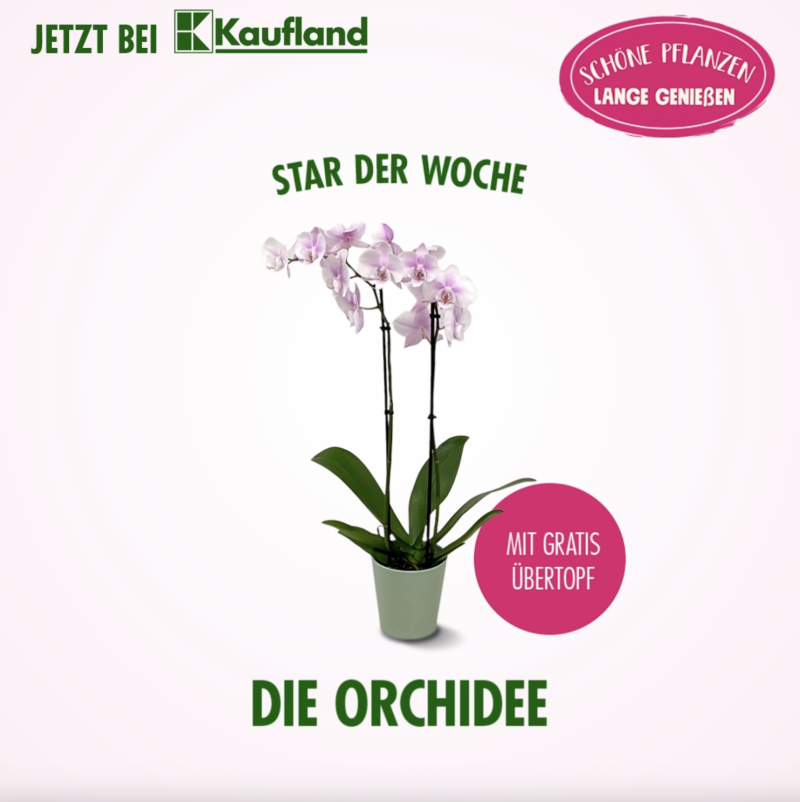 orchidee