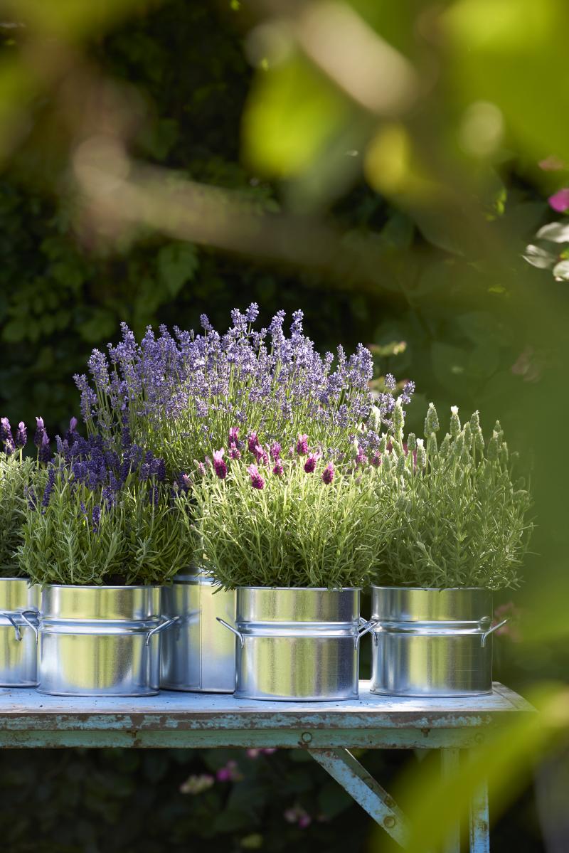 Balkonplant van het Jaar 2018 Lavendel