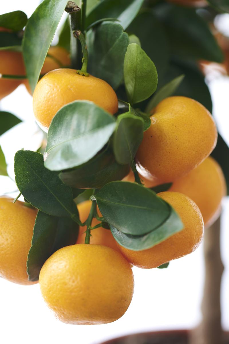 De buitenplanten uit De Trend Collectie lente/zomer 2021 Citrus De buitenplanten uit De Trend Collectie lente/zomer 2021 Citrus