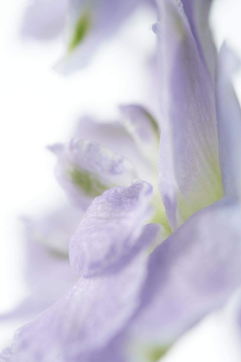 delphinium_trend collectie 2021 lente zomer delphinium_trend collectie 2021 lente zomer