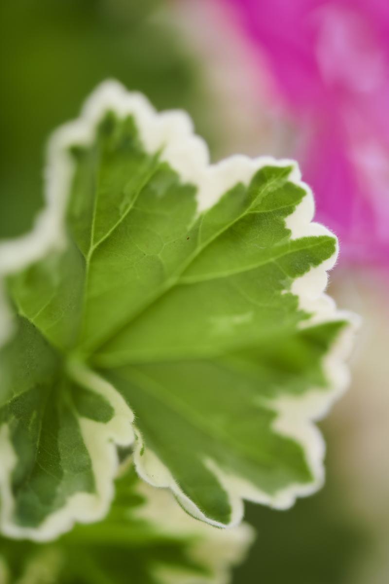 De buitenplanten uit De Trend Collectie lente/zomer 2021 Geranium De buitenplanten uit De Trend Collectie lente/zomer 2021 Geranium