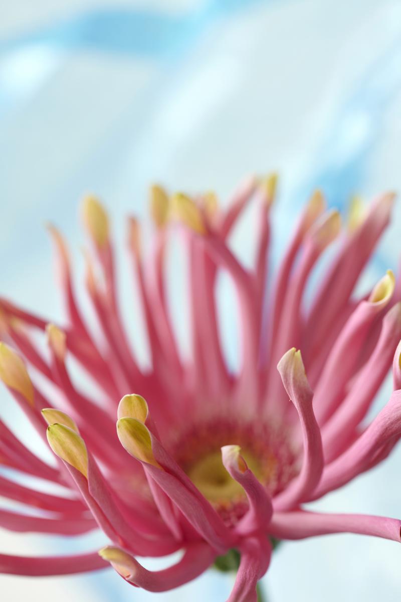 gerbera_trend collectie 2021 lente zomer gerbera_trend collectie 2021 lente zomer