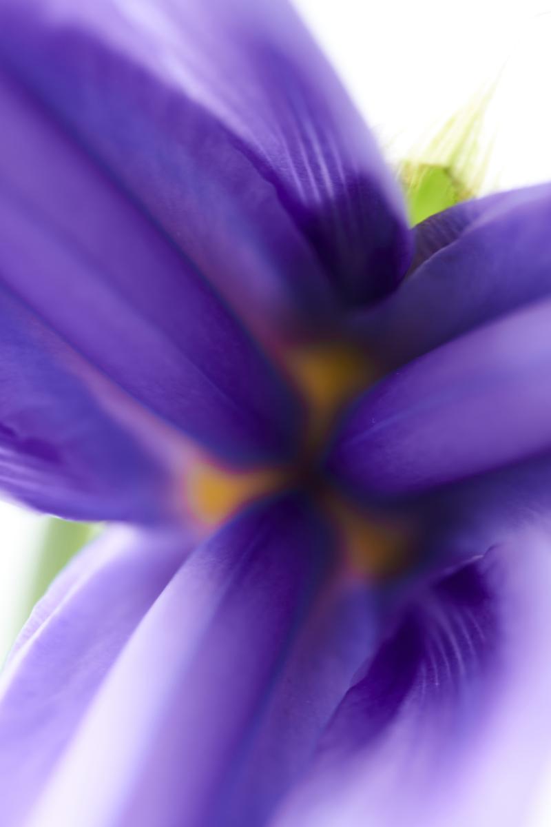 Iris_trend collectie 2021 lente zomer Iris_trend collectie 2021 lente zomer