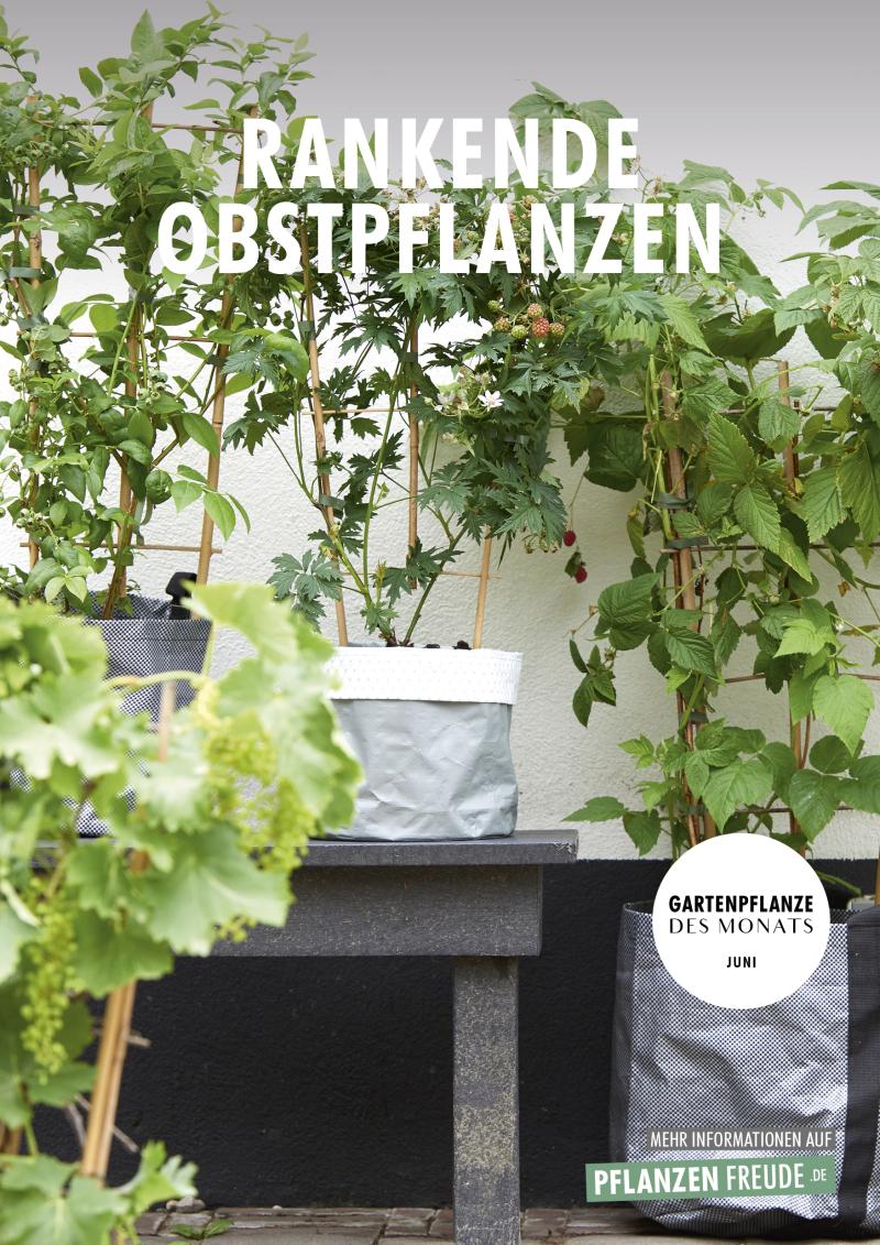 Gartenpflanzen des Monats Juni 2018: Rankende Obstpflanzen