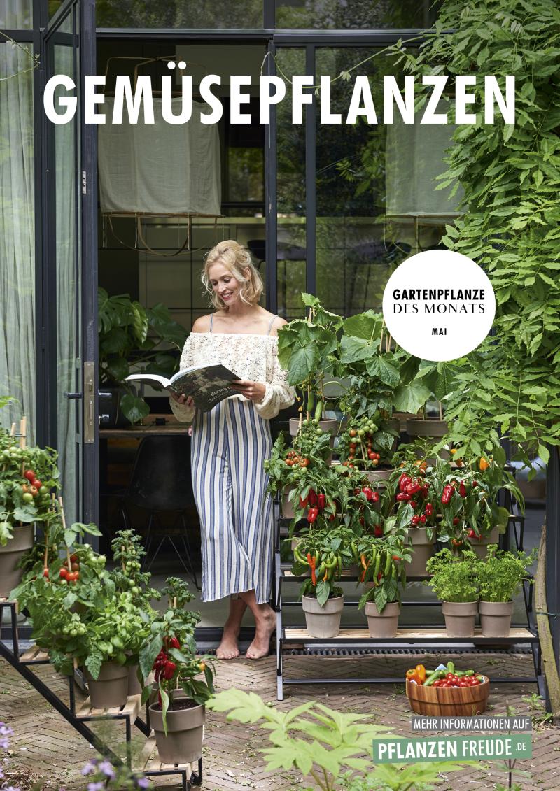 Gartenpflanze des Monats Mai 2018: Gemüsepflanzen