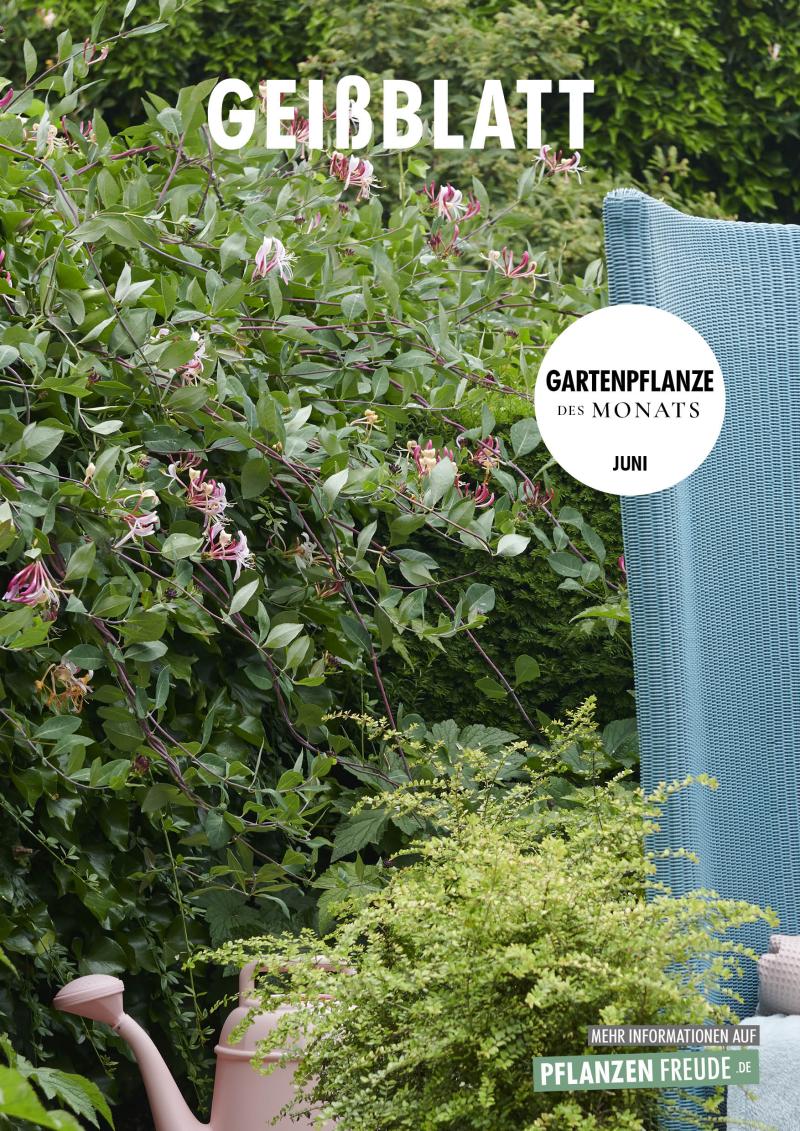 Gartenpflanze des Monats: Geißblatt Gartenpflanze des Monats: Geißblatt