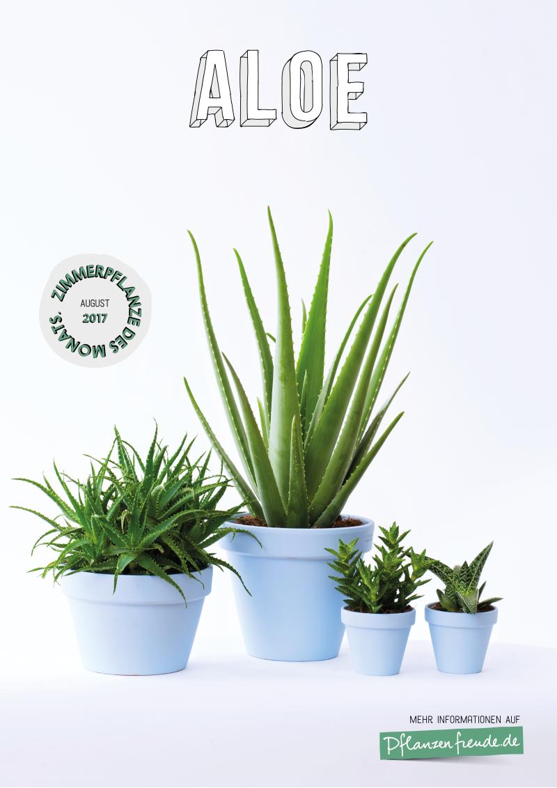 Poster Aloe, Zimmerpflanze des Monats August 2017