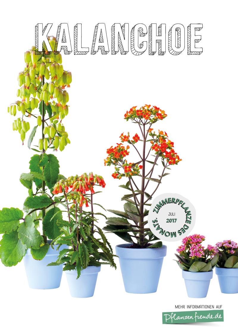 Poster Kalanchoe Zimmerpflanze des Monat Juli 2017