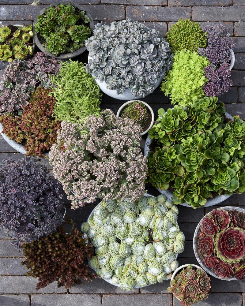 Groene Dakbedekkers, Tuinplant van de maand oktober 2019 Groene Dakbedekkers, Tuinplant van de maand oktober 2019