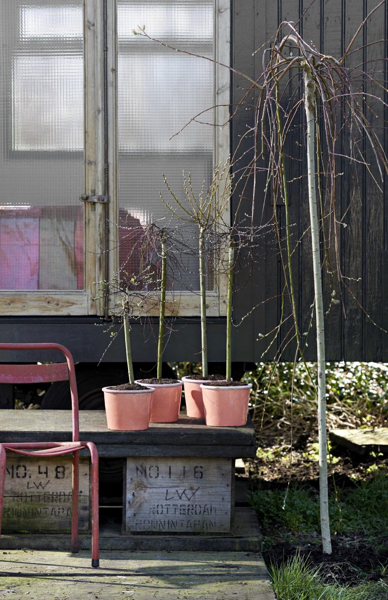 Tuinplant van de Maand februari: Salix
