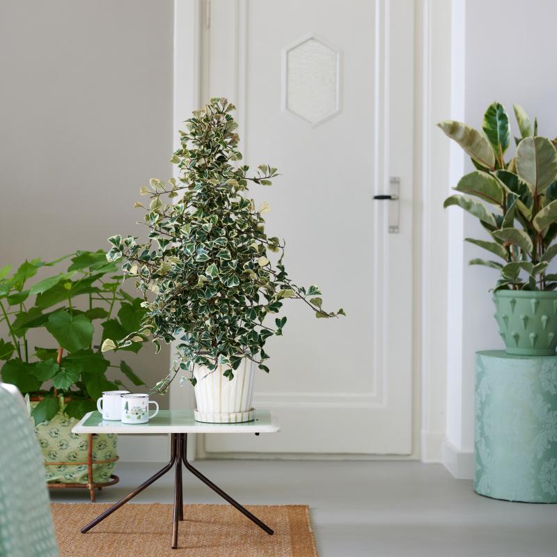 Ficus | De Trend Collectie lente/zomer 2023  