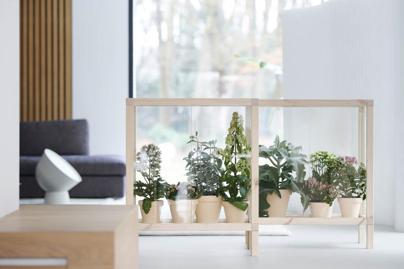 Kalanchoe