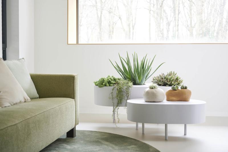 De trendcollectie succulenten