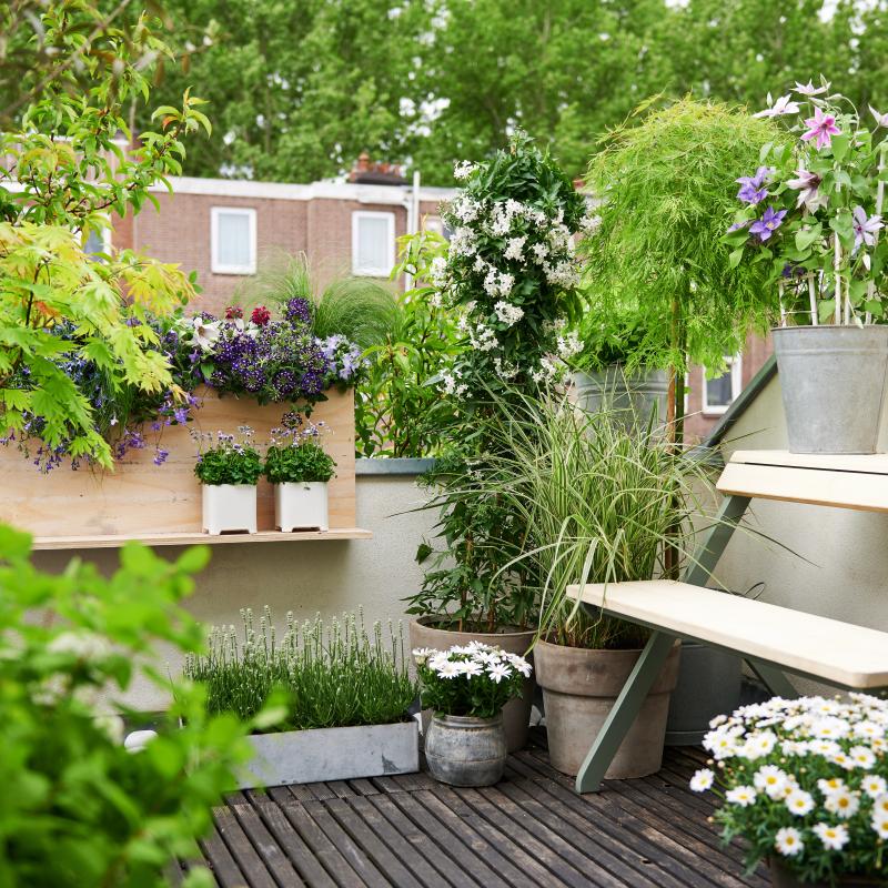 Tuinplanten content voorjaar 2020 Tuinplantencontent lente 2020