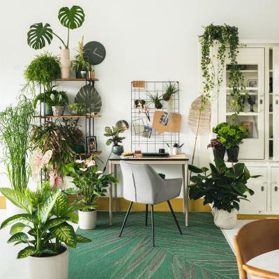 Uitkomsten onderzoek planten op de (thuis)werkplek Uitkomsten onderzoek planten op de (thuis)werkplek