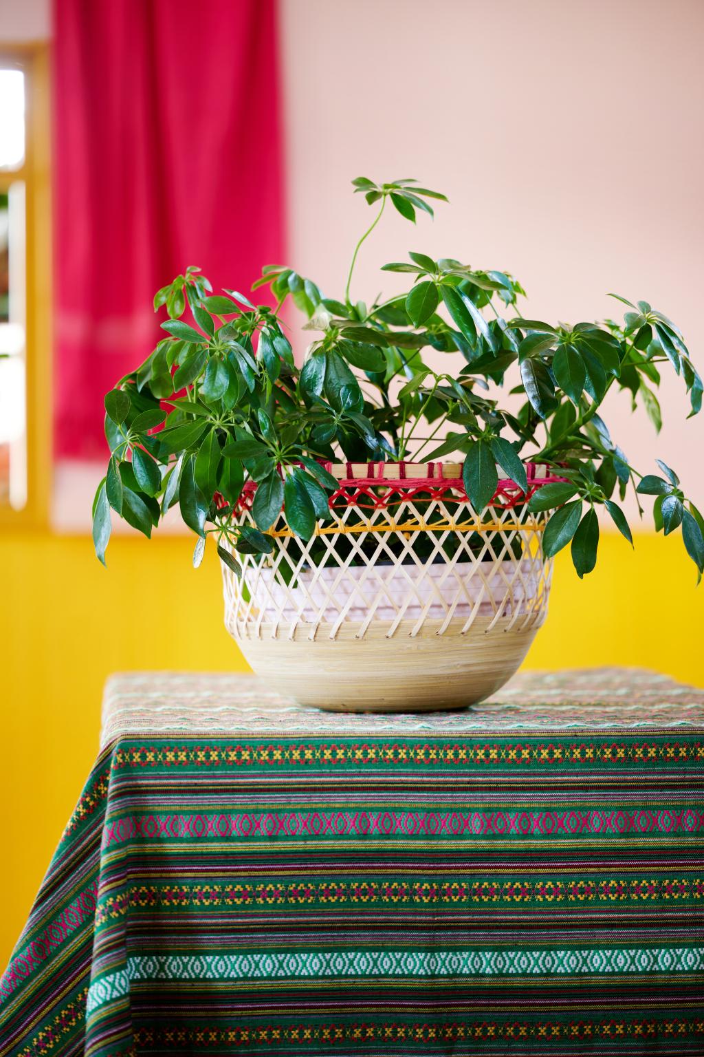 bbh_trends_2024_viva_la_vida_bbh_trends_24_vv_kernwaarde_passie_decoratief.jpg