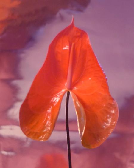 the green gallery anthurium the green gallery anthurium