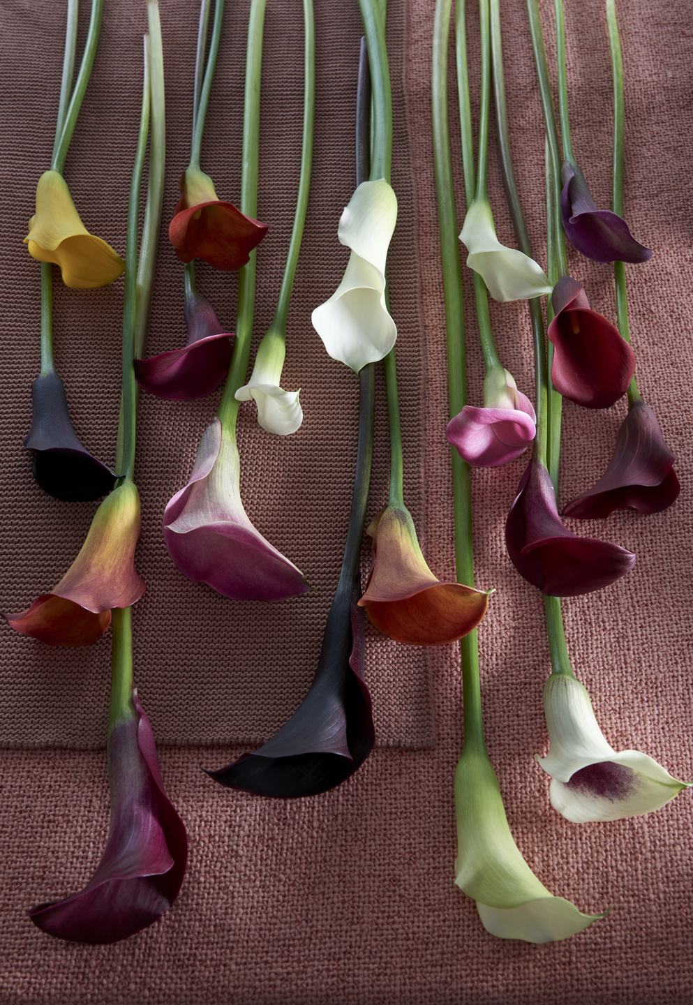 Floraler Glücksbringer beeindruckt mit Farbvielfalt - Calla als elegante  Begleitung durch den Frühsommer | Blumenbüro